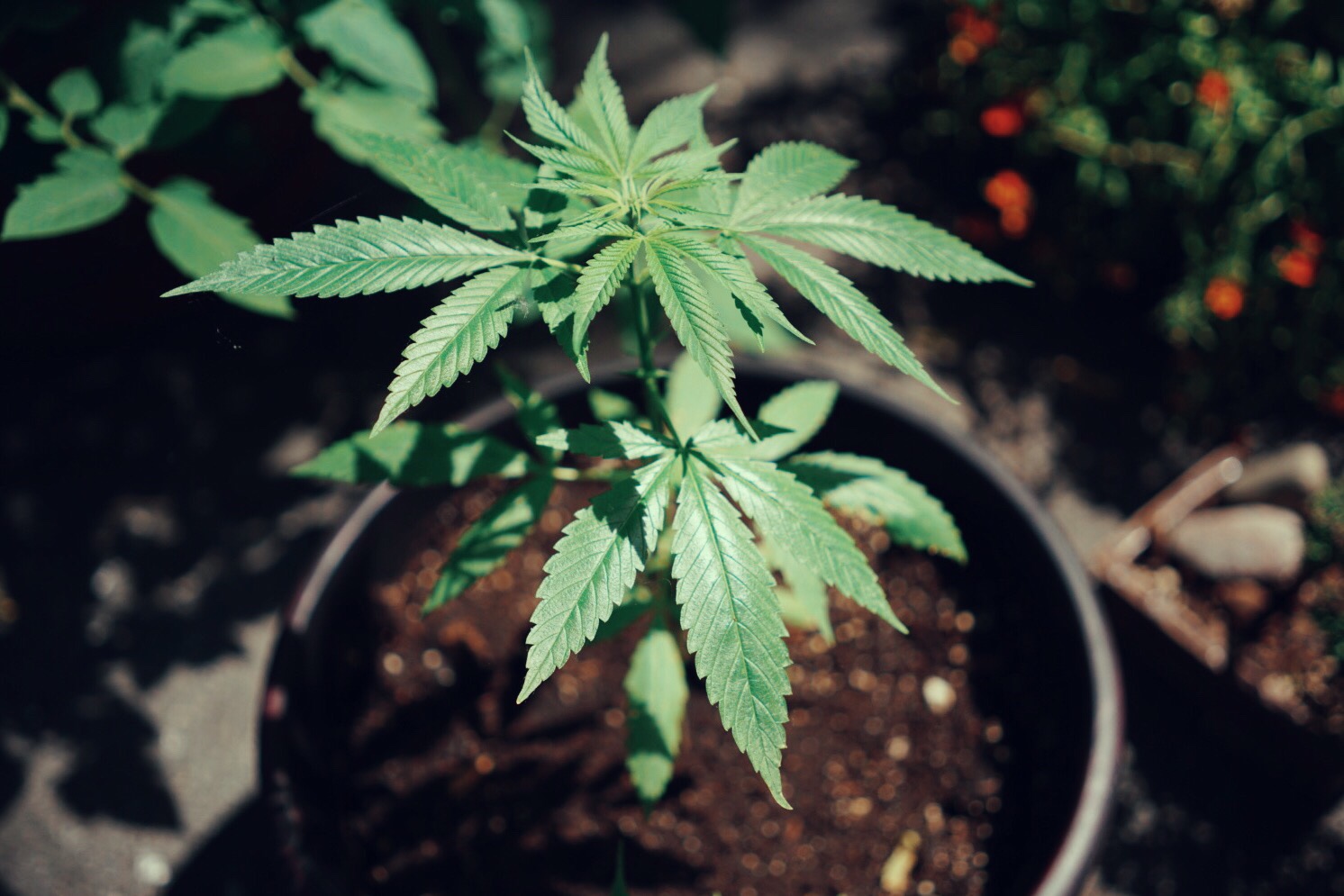 Outdoor Cannabis plant